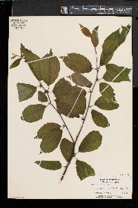 Betula alleghaniensis image