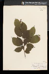 Betula alleghaniensis image