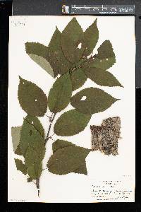 Betula alleghaniensis image