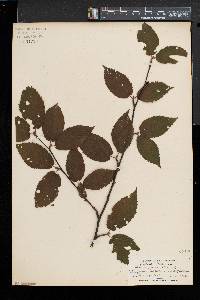 Betula alleghaniensis image