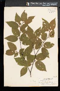 Betula alleghaniensis image