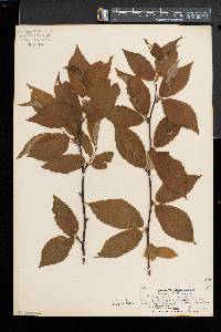 Betula alleghaniensis image