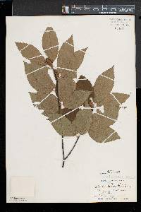 Betula alleghaniensis image