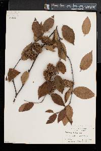 Betula alleghaniensis image