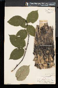 Betula alleghaniensis image