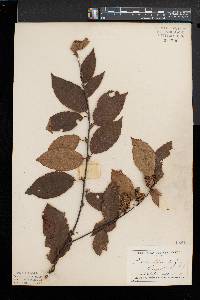 Betula alleghaniensis image