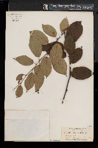 Betula alleghaniensis image