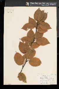 Betula alleghaniensis image