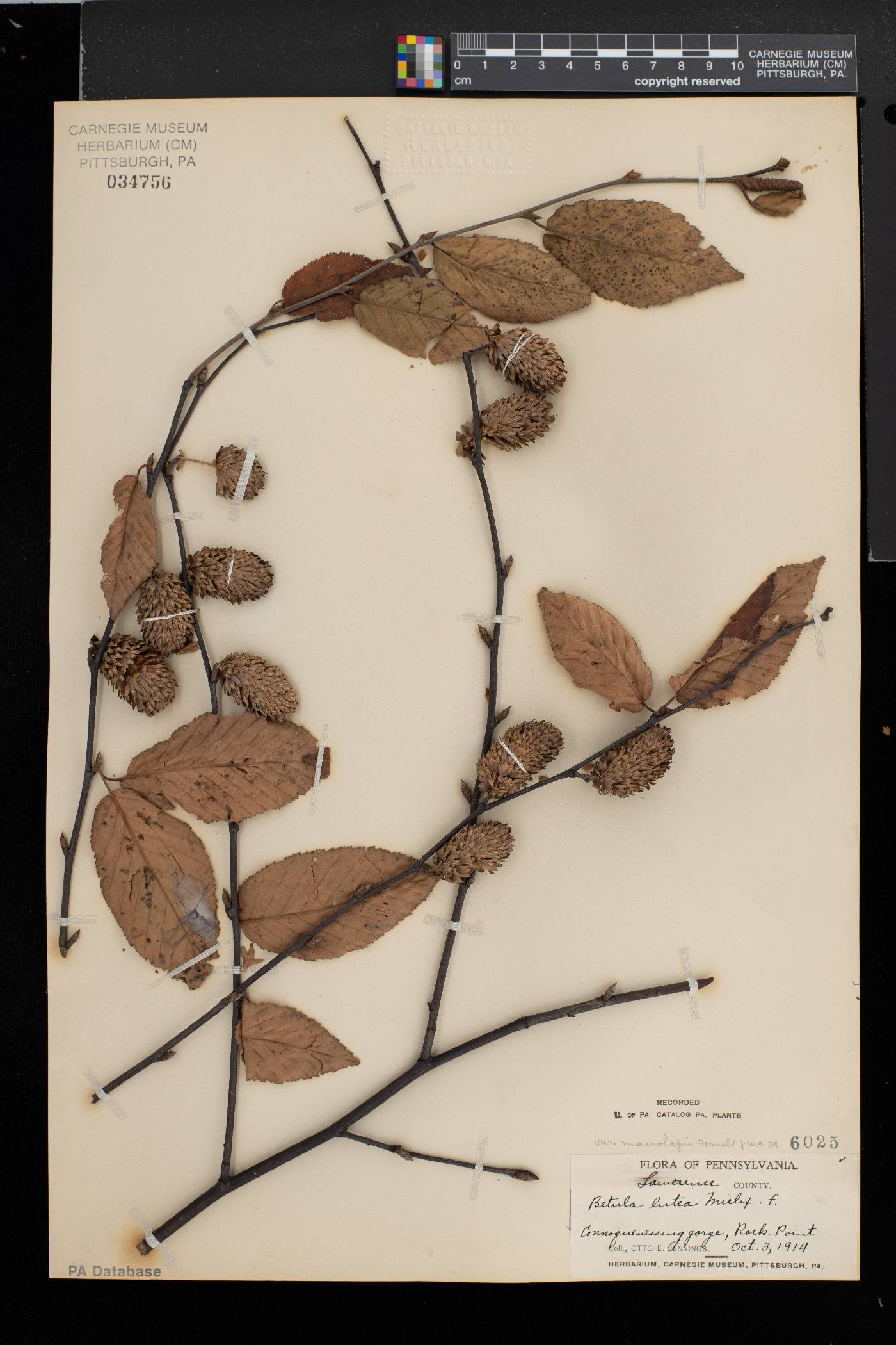 Betula alleghaniensis var. macrolepis image