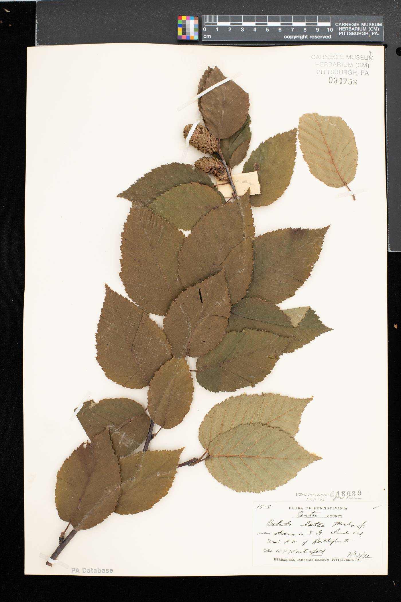 Betula alleghaniensis var. macrolepis image