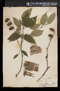 Betula alleghaniensis image