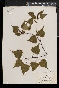 Betula populifolia image