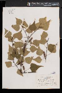 Betula populifolia image