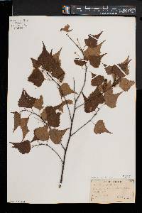 Betula populifolia image