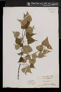 Betula populifolia image