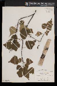 Betula populifolia image