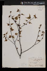 Betula populifolia image