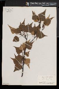 Betula populifolia image