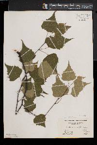 Betula populifolia image