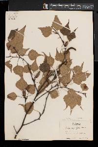 Betula populifolia image