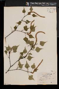 Betula populifolia image