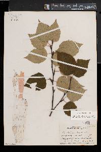 Betula cordifolia image