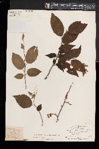 Carpinus caroliniana subsp. virginiana image