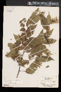 Carpinus caroliniana subsp. virginiana image