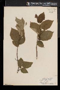 Corylus cornuta image