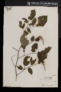 Corylus cornuta image