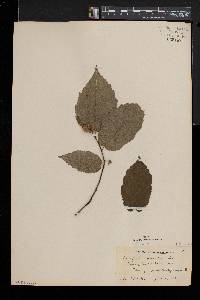 Corylus cornuta image