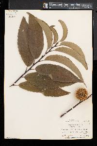 Castanea dentata image