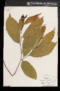 Castanea dentata image