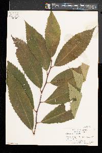 Castanea dentata image