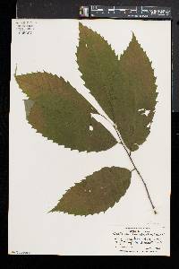 Castanea dentata image