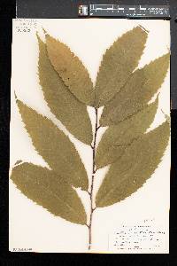 Castanea dentata image