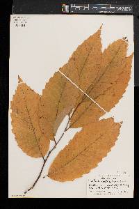 Castanea dentata image