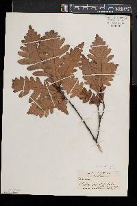 Quercus × saulii image