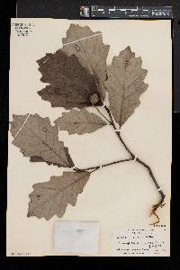 Quercus bicolor image