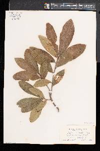 Quercus imbricaria image