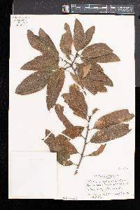 Quercus imbricaria image