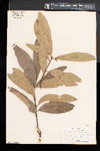 Quercus imbricaria image