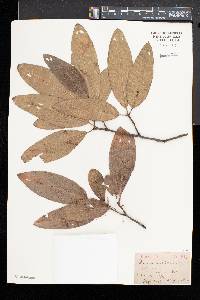 Quercus imbricaria image