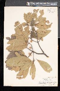 Quercus imbricaria image