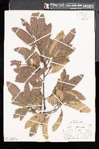 Quercus imbricaria image