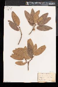 Quercus imbricaria image