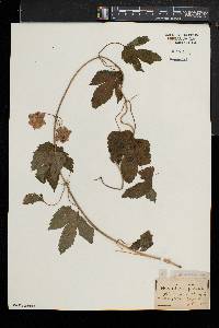 Humulus lupulus image