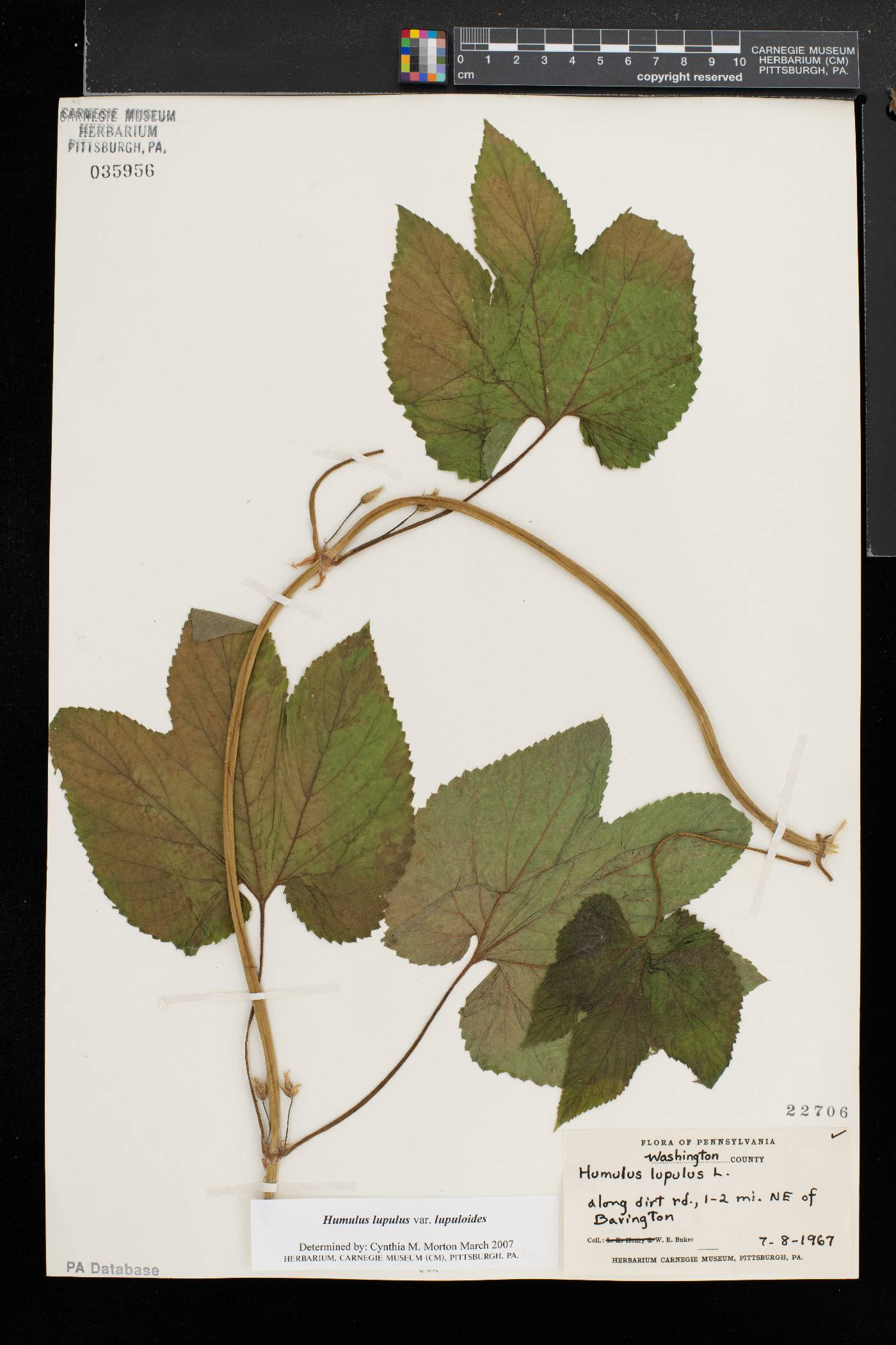 Humulus lupulus var. lupuloides image