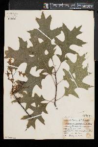 Quercus palustris image