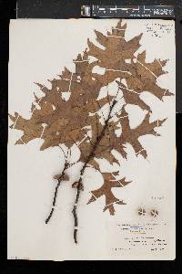 Quercus palustris image